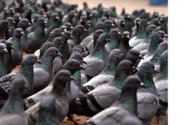 Su Aliado en el Control de Palomas