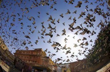 Las Palomas y la Salud Pública