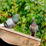 Productos para el control de palomas