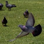 Servicio control aves y palomas