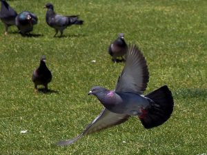 Servicio control aves y palomas