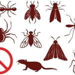 Control de todo tipo de insectos