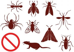 Control de todo tipo de insectos